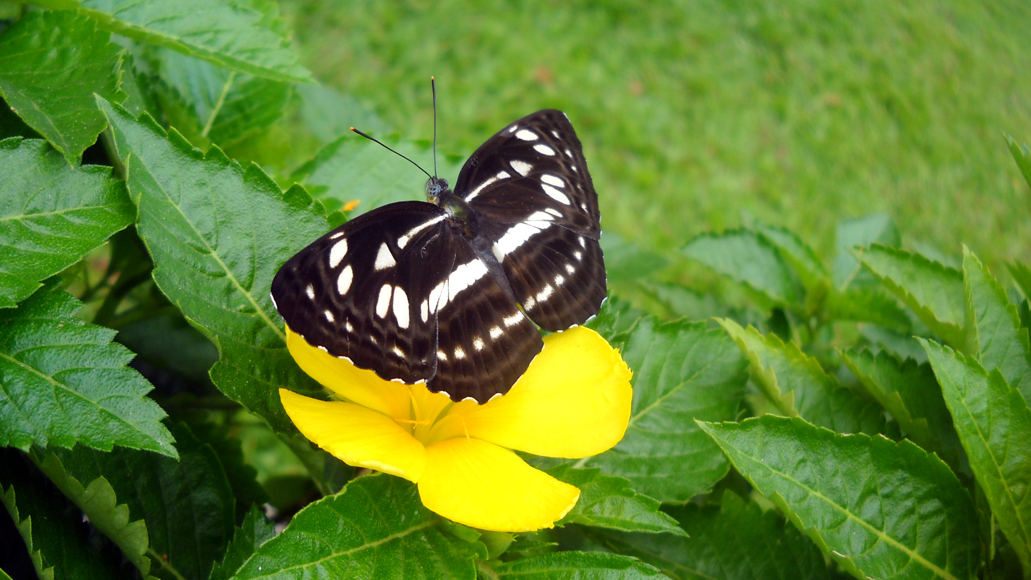 Nikon Coolpix L19 sample photo. Butterfly photography