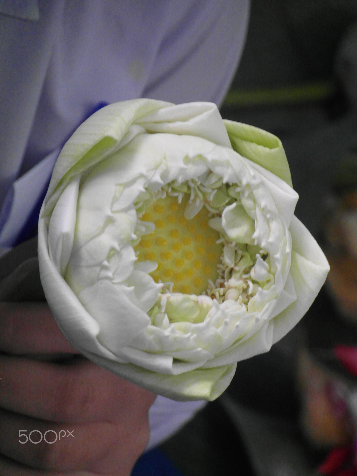 Samsung WB750 sample photo. Girl with crafted flower photography