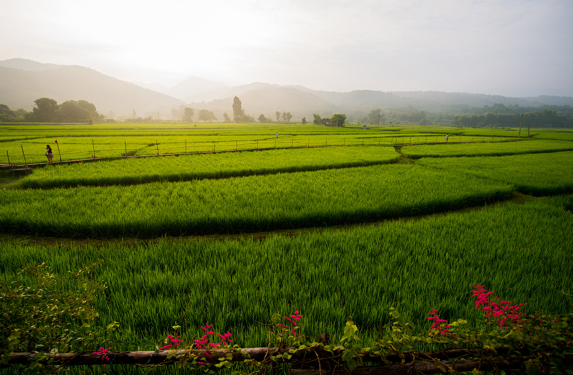 Nikon Df sample photo. Sunrise rice field nan photography