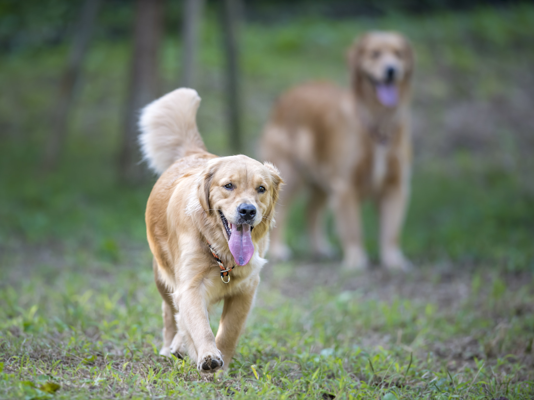 Nikon AF-S Nikkor 400mm F2.8E FL ED VR sample photo. Dog training photography