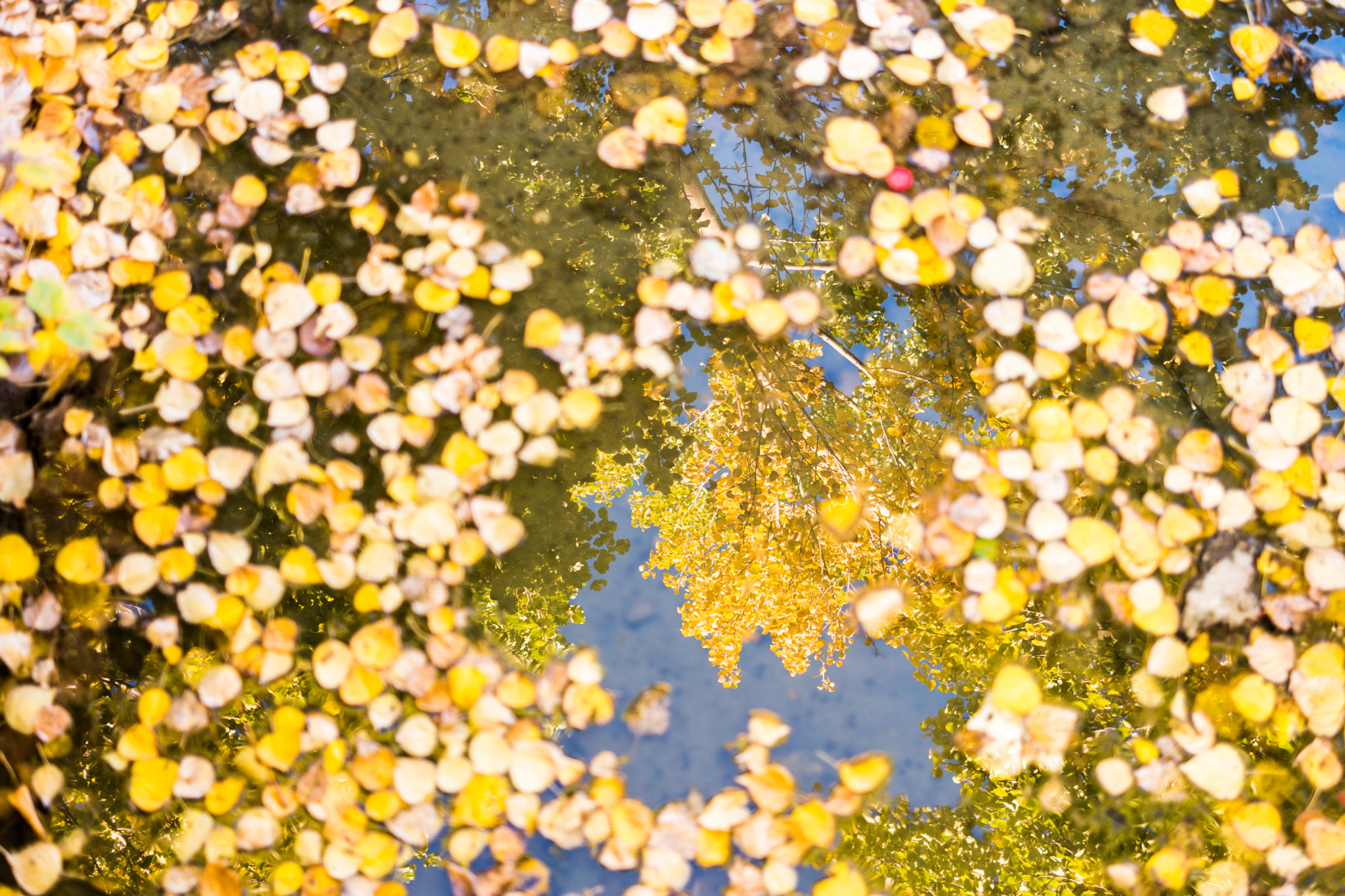 Samsung NX 30mm F2 Pancake sample photo. The autumn ponds photography