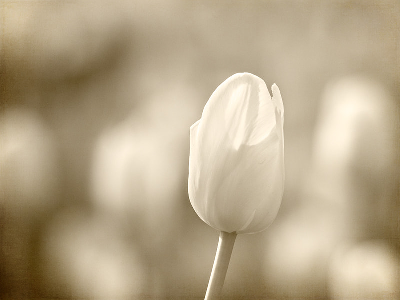 Olympus E-5 sample photo. Standing alone photography