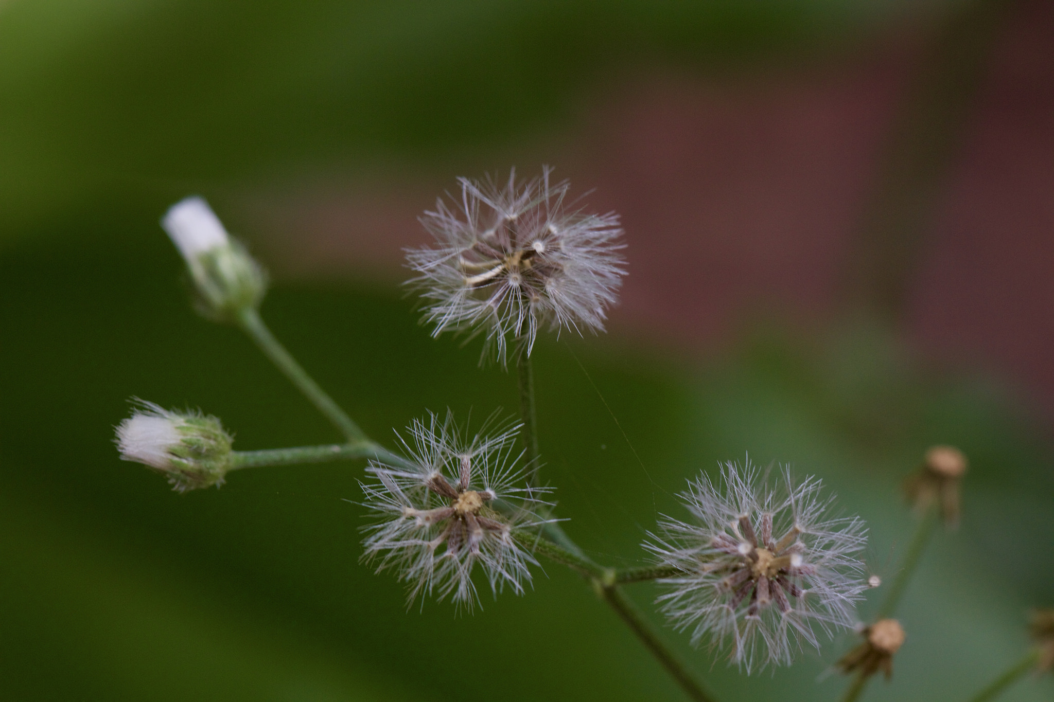 Canon EOS 60D + Canon EF 100mm F2.8L Macro IS USM sample photo