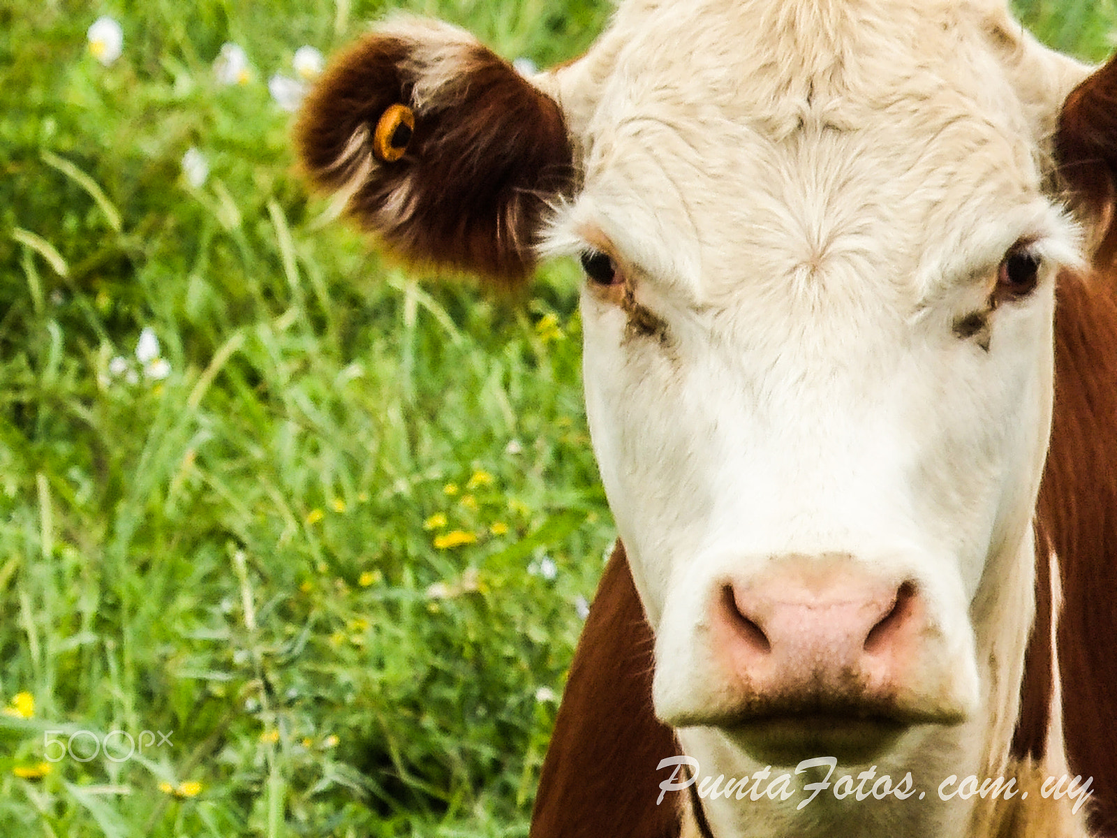 Ricoh PENTAX XG-1 sample photo. Steer hereford photography