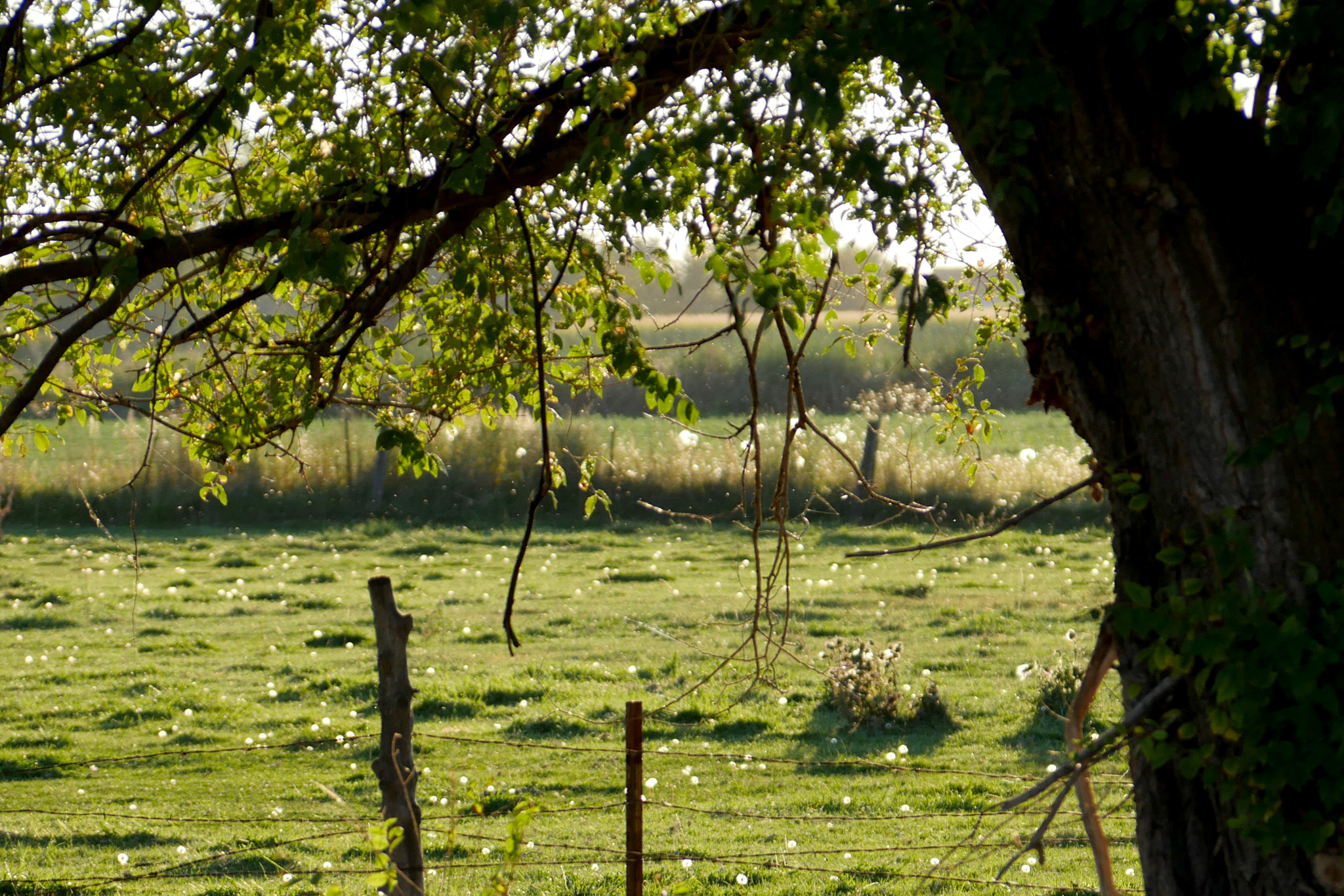 Panasonic Lumix G Vario 45-200mm F4-5.6 OIS sample photo. Summer sunset photography