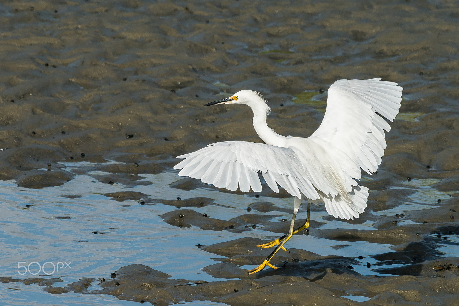 Sony 70-400mm F4-5.6 G SSM II sample photo. Soft landing photography