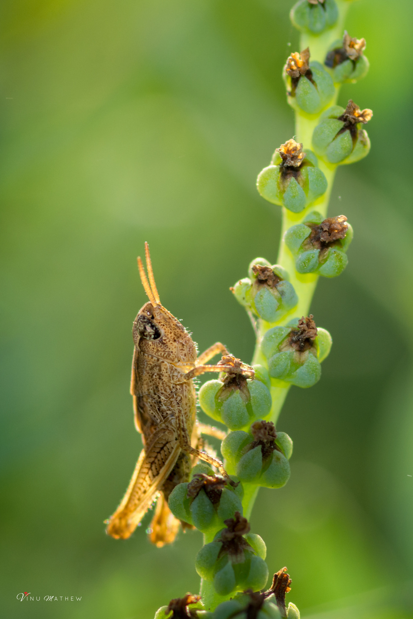 Nikon D7200 + Tokina AT-X Pro 100mm F2.8 Macro sample photo. Grass hopper photography