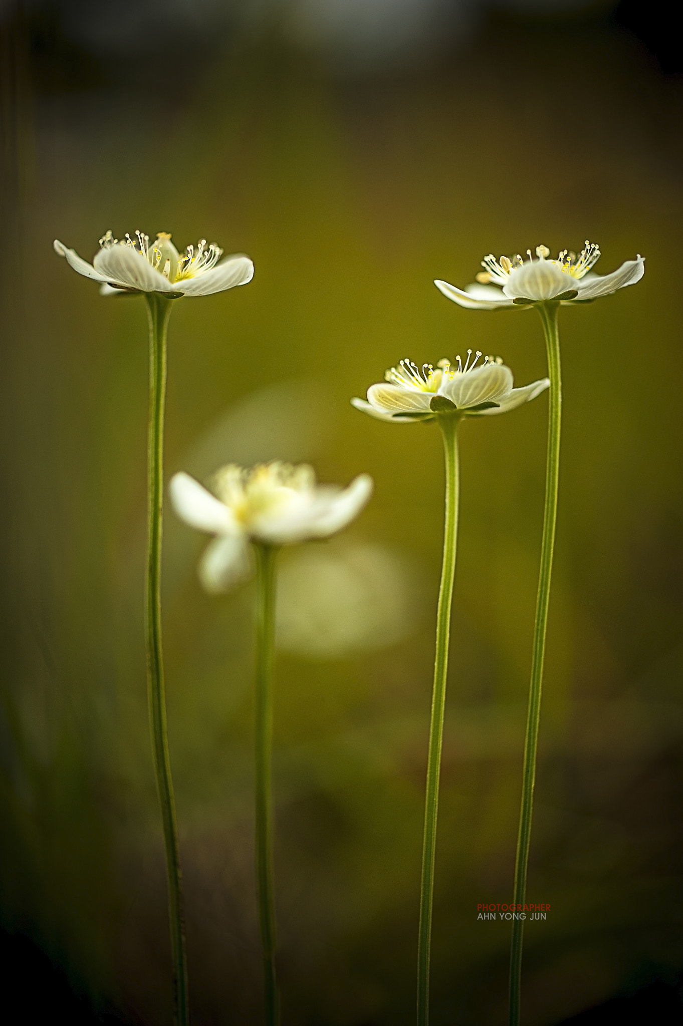 ZEISS Makro-Planar T* 50mm F2 sample photo. As high as parnassus photography