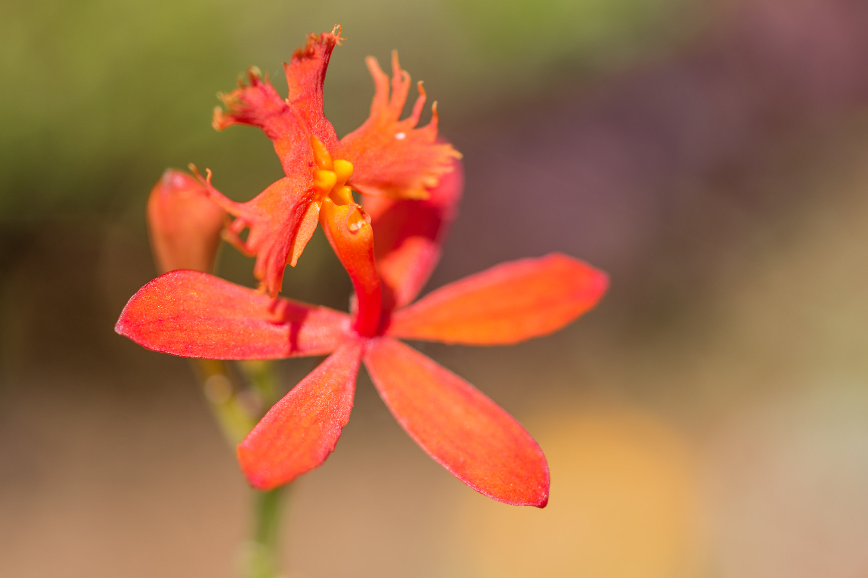 Sony 50mm F2.8 Macro sample photo. Flower photography