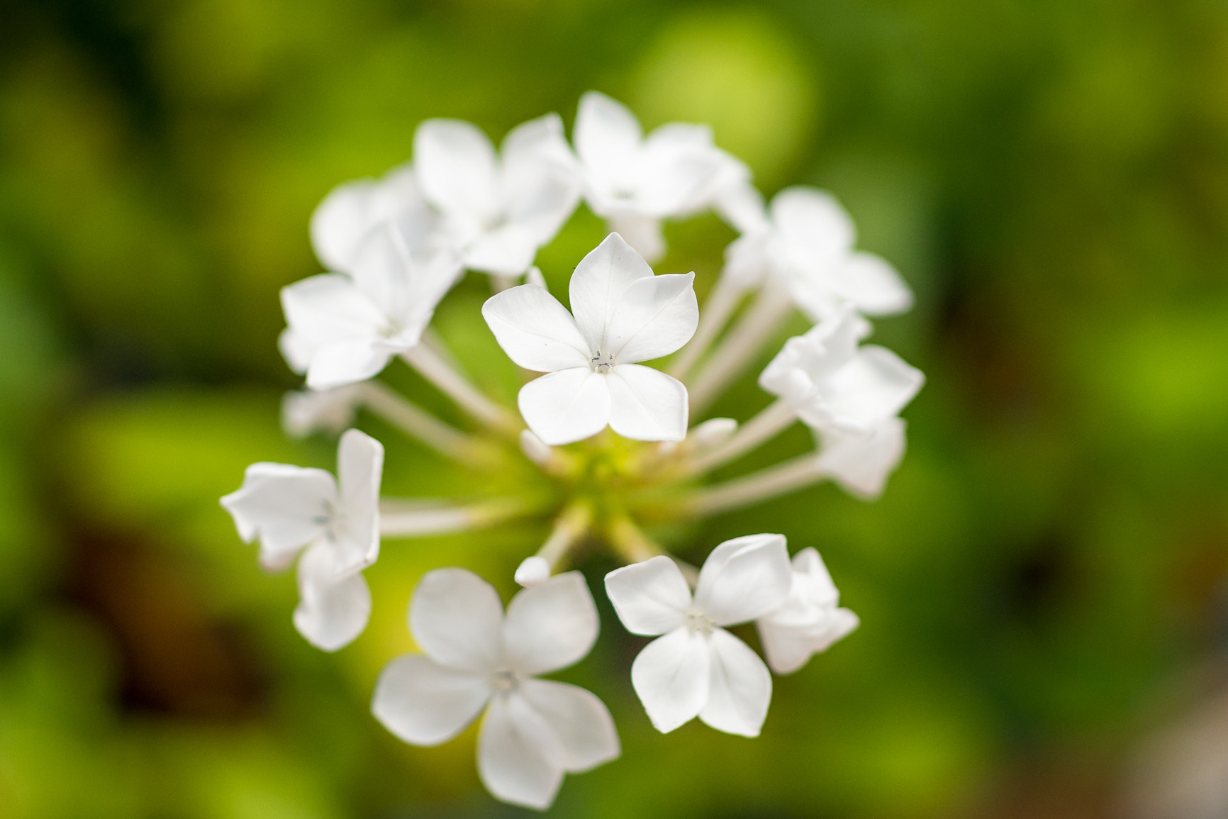 Sony a99 II + Sony 50mm F2.8 Macro sample photo. Flores photography