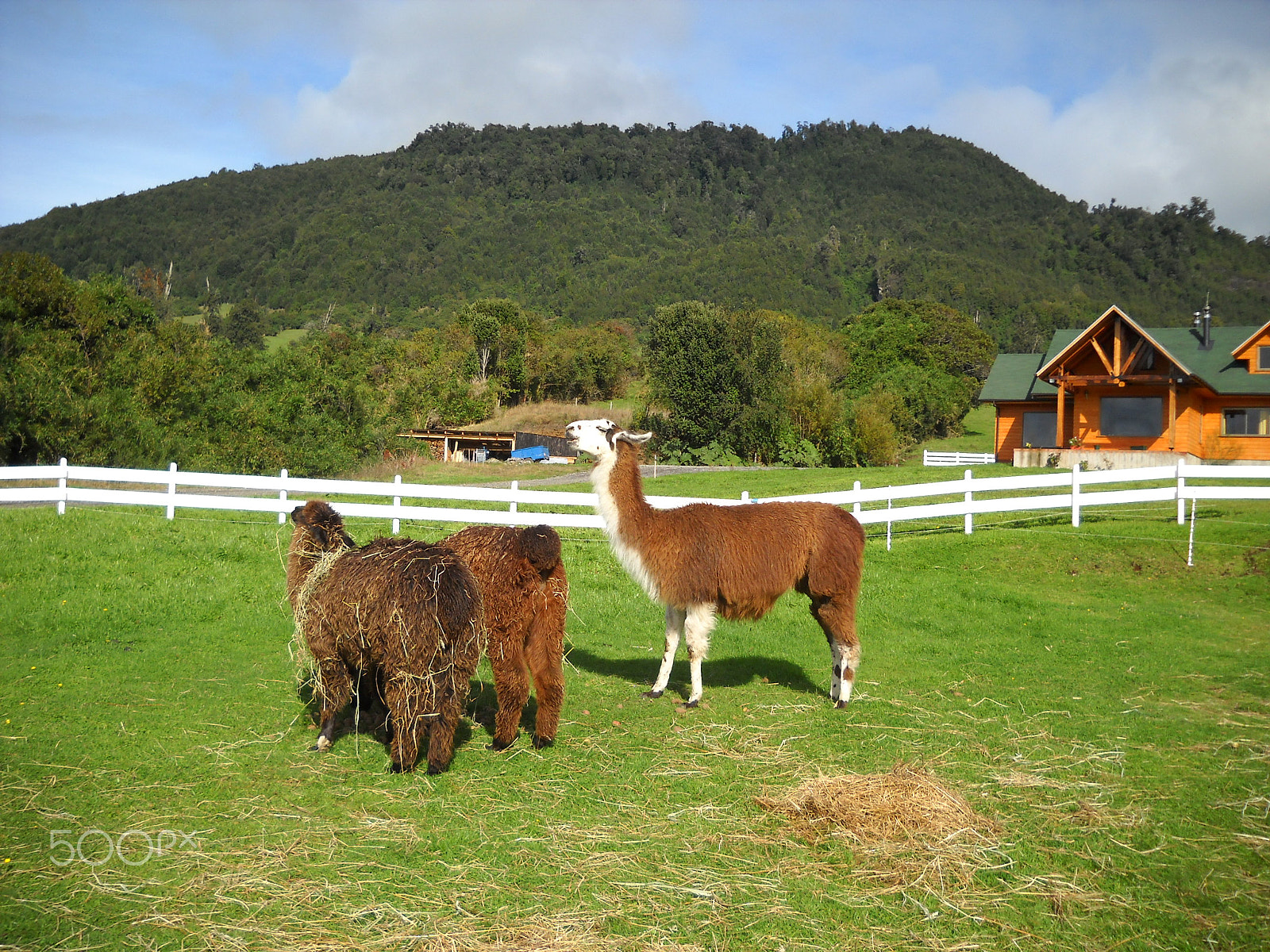 Nikon Coolpix L20 sample photo. Cruise stop in puerto varas, chile photography