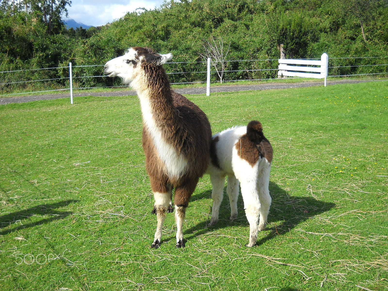 Nikon Coolpix L20 sample photo. Cruise stop in puerto varas, chile photography