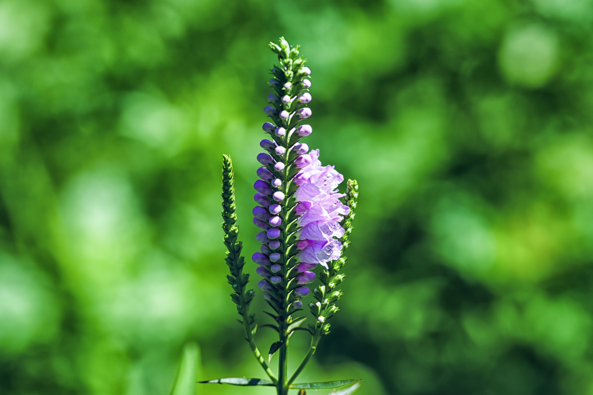 Pentax D FA* 70-200mm F2.8ED DC AW sample photo. ** photography