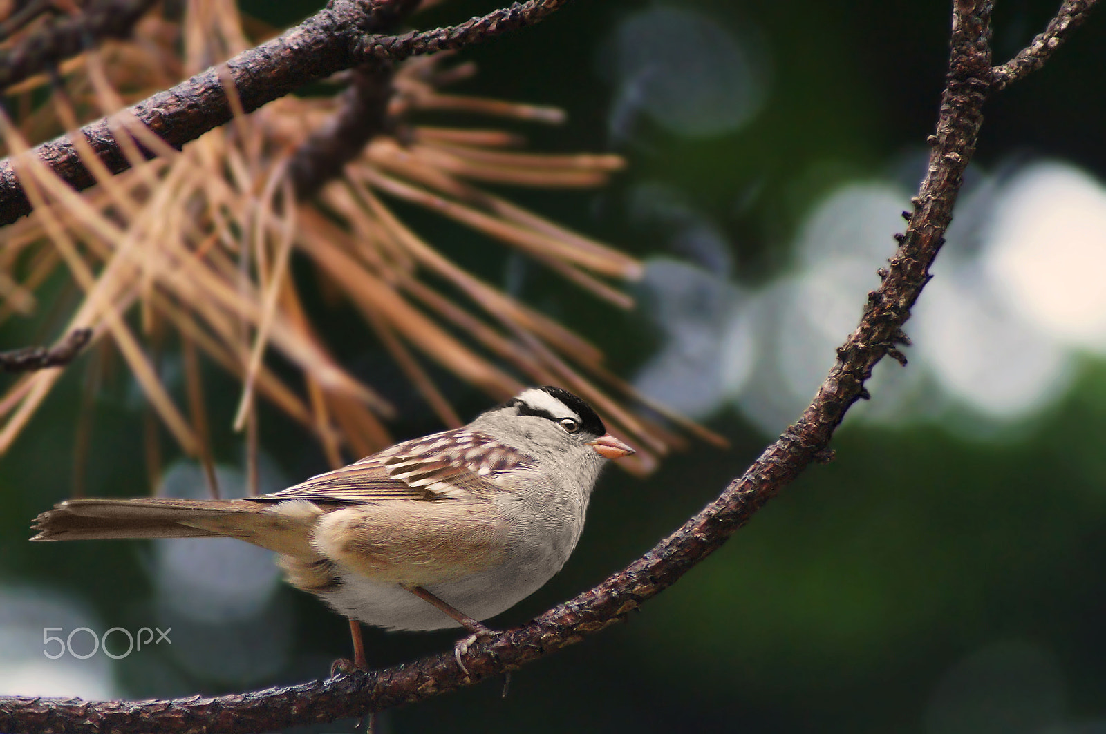 Sony 75-300mm F4.5-5.6 sample photo. White crowned sparrow photography