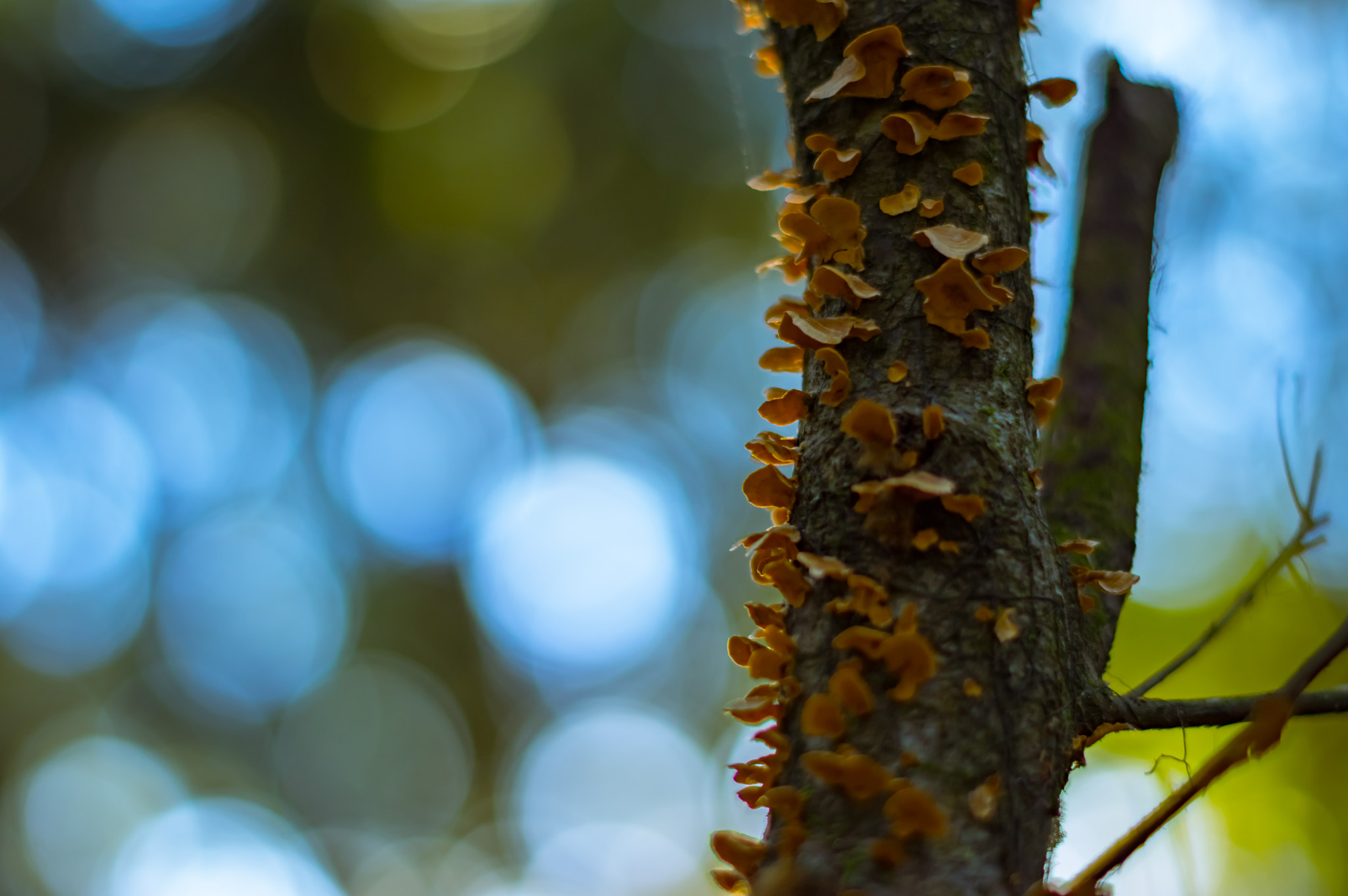 Pentax K-3 sample photo. Mushroom tree photography