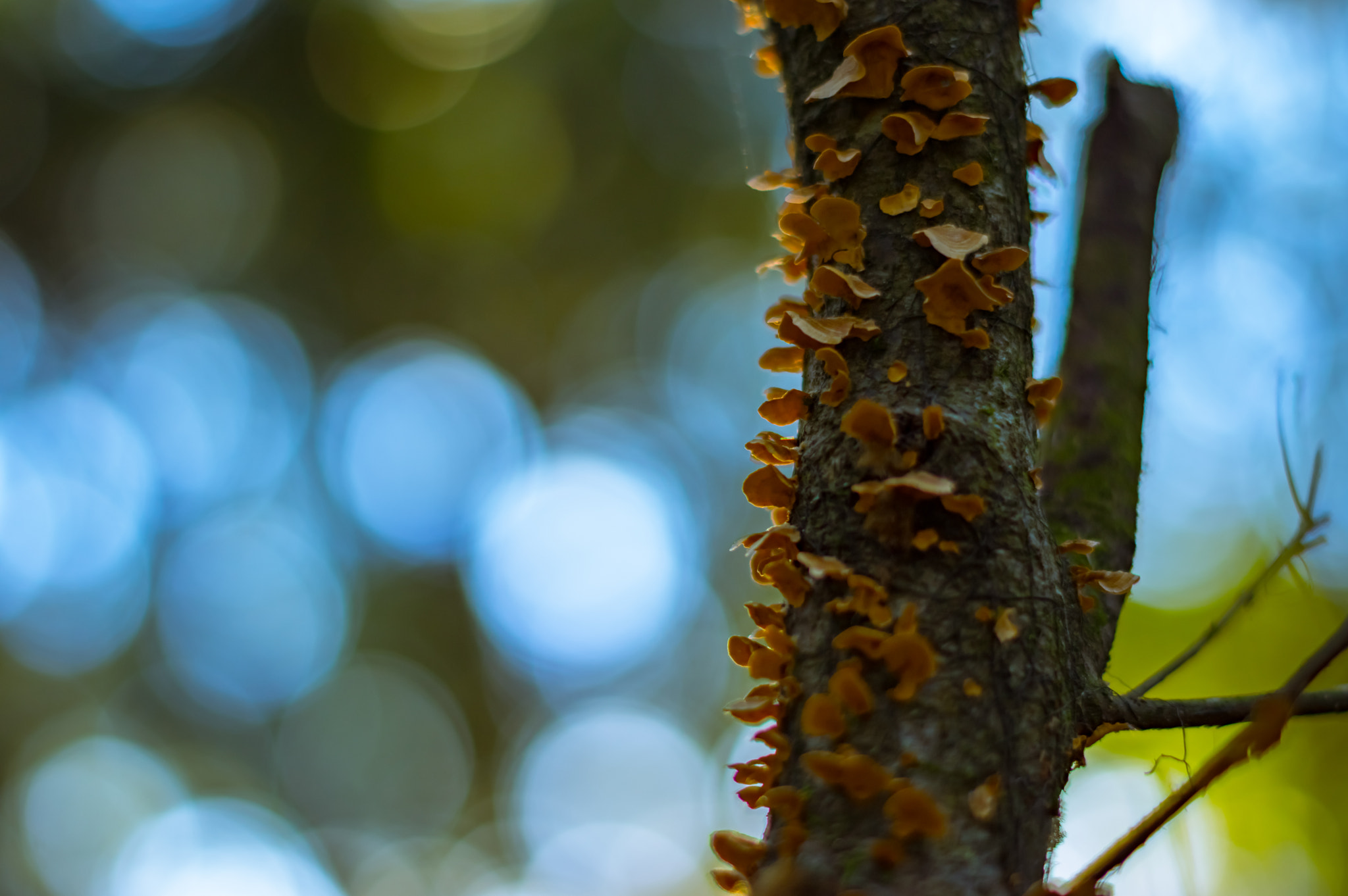 Pentax K-3 + Pentax smc DA 50mm F1.8 sample photo. Mushroom tree photography