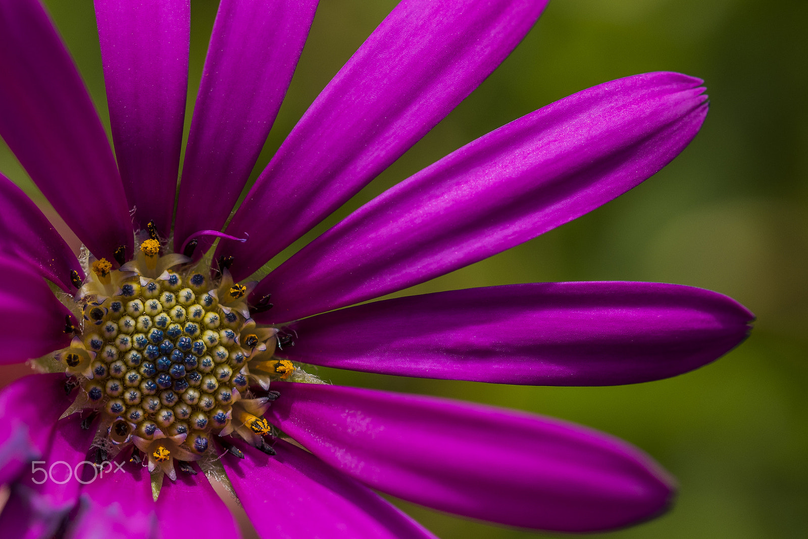 Sigma 105mm F2.8 EX DG OS HSM sample photo. Dsc photography