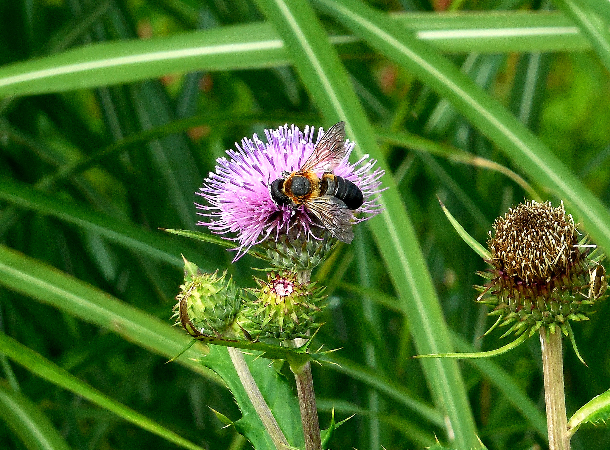 Nikon Coolpix S6400 sample photo. Busy as a bee photography