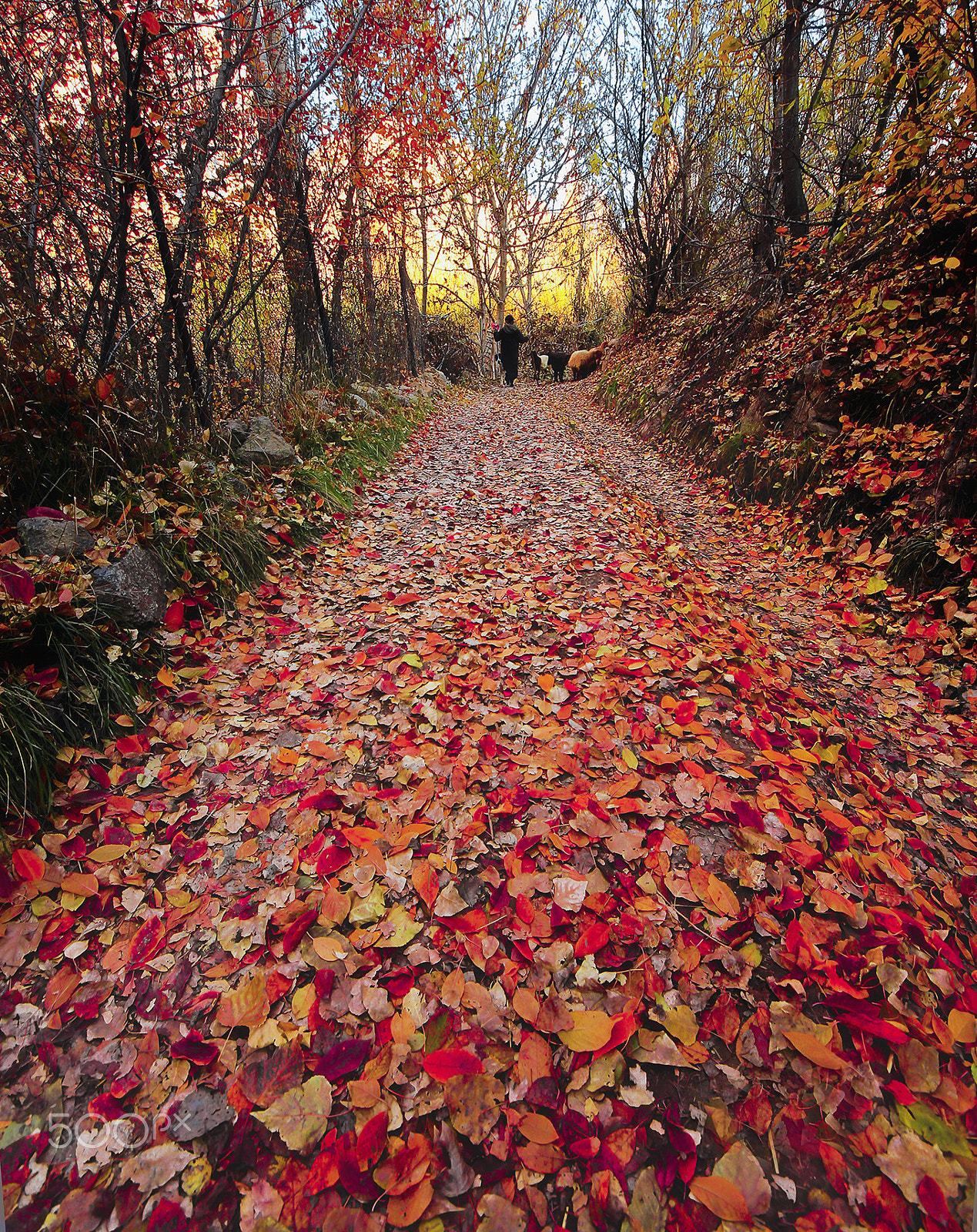 Sigma 8-16mm F4.5-5.6 DC HSM sample photo. A beautiful fall photography