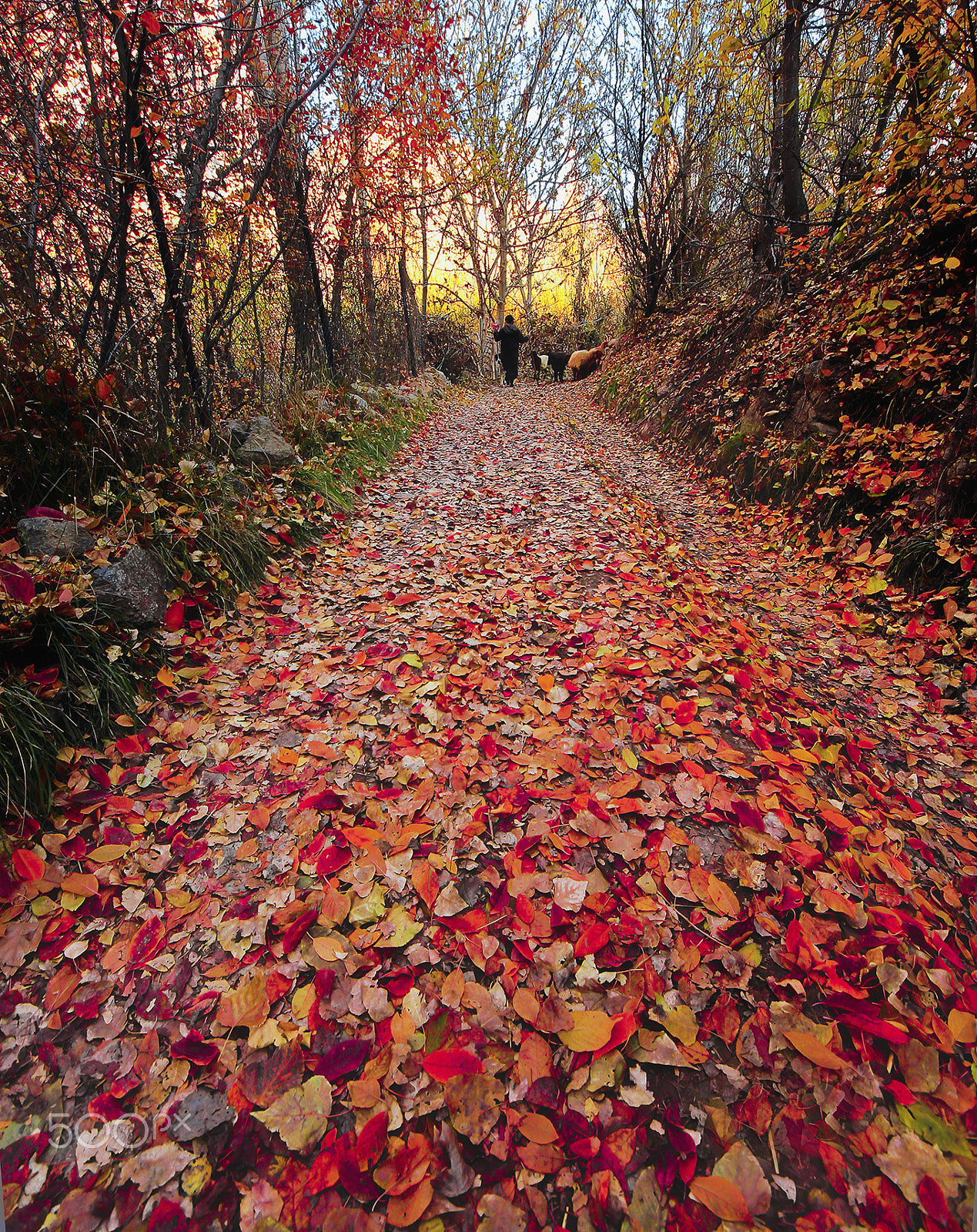 Canon EOS 550D (EOS Rebel T2i / EOS Kiss X4) + Sigma 8-16mm F4.5-5.6 DC HSM sample photo. A beautiful fall photography