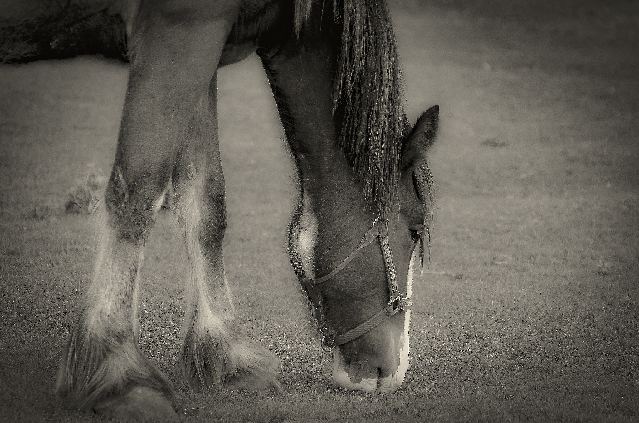 Nikon D7000 + Sigma 70-300mm F4-5.6 DG Macro sample photo. Cheval dans la prairie photography