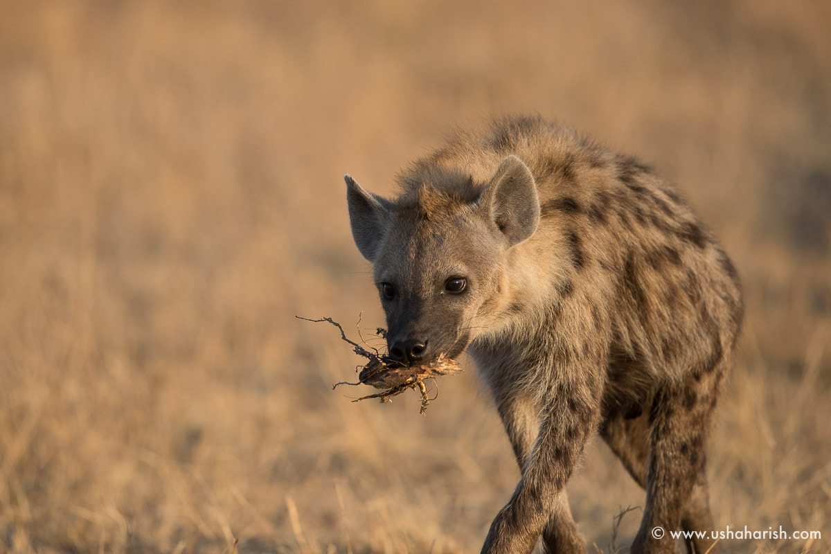 Canon EF 500mm F4L IS II USM sample photo. Spotted hyena photography