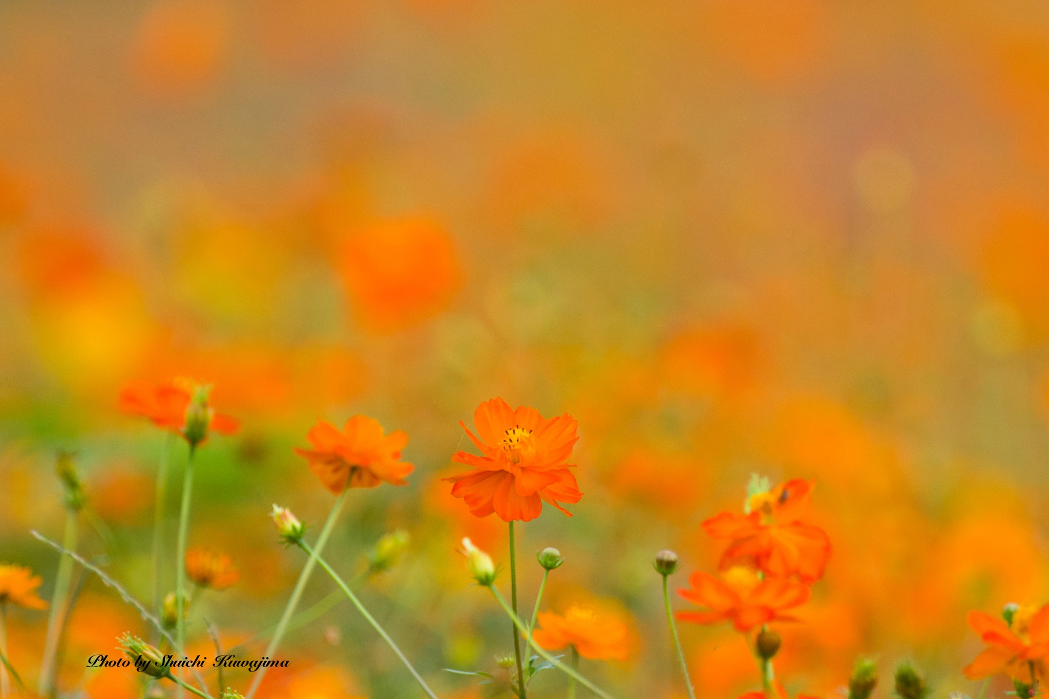 Pentax K-1 sample photo. Cosmos sulphureus photography