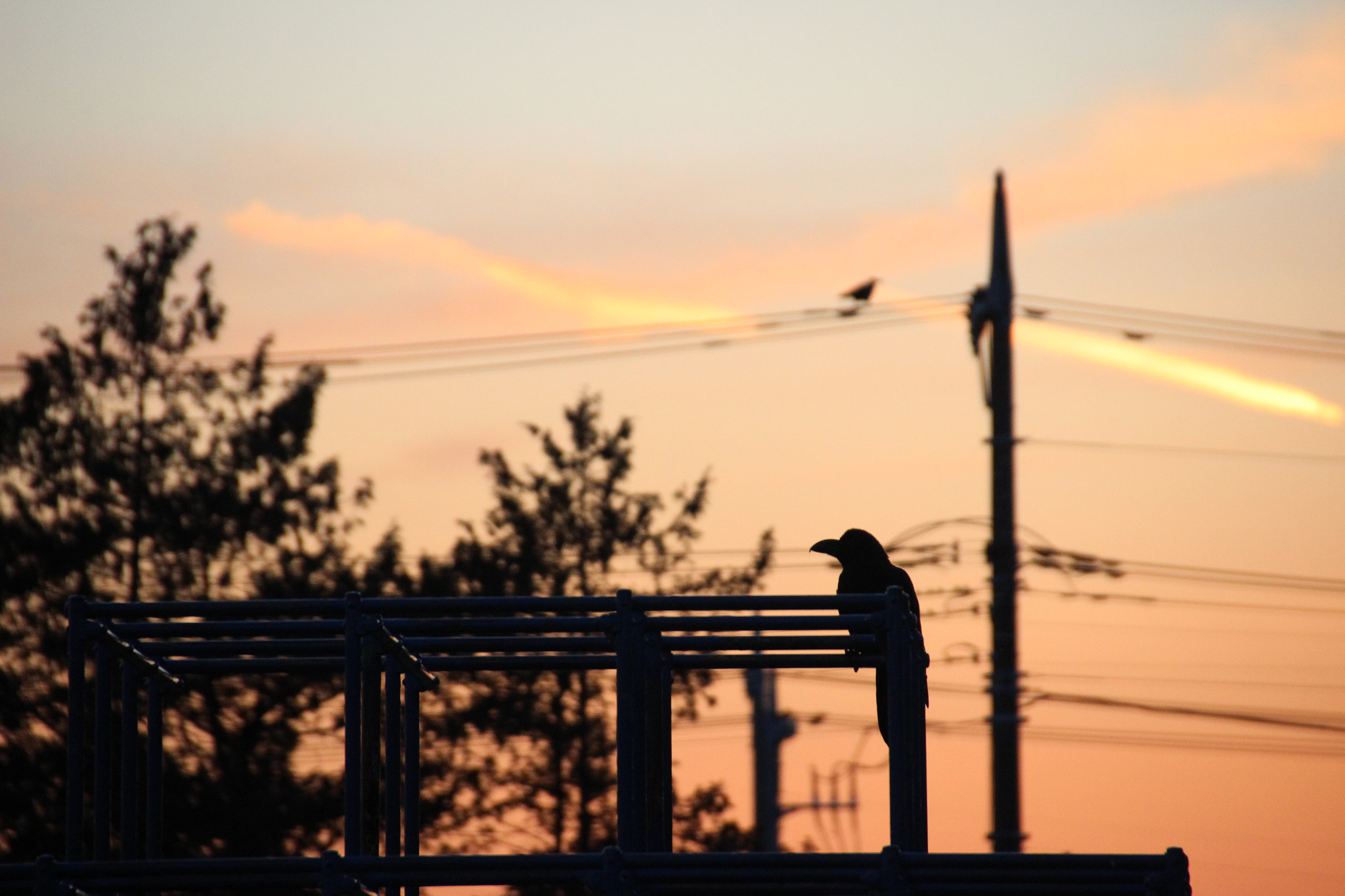 Canon EOS 600D (Rebel EOS T3i / EOS Kiss X5) sample photo. Sunset crow photography