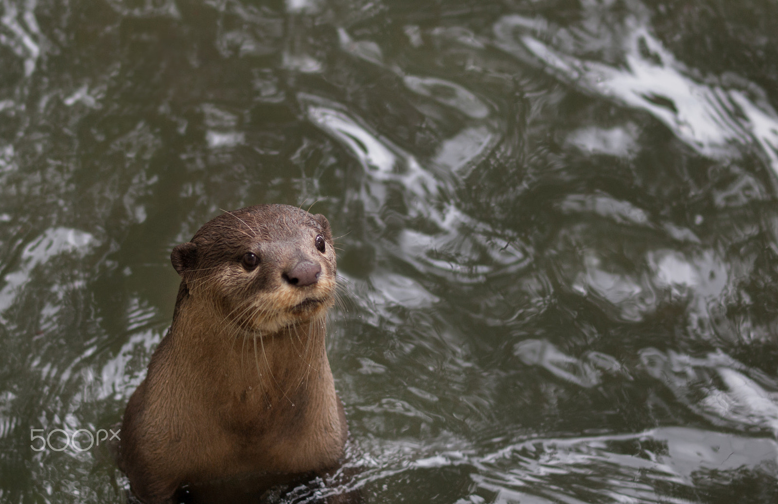 Olympus E-620 (EVOLT E-620) + OLYMPUS 50mm Lens sample photo. Small-claw otter photography