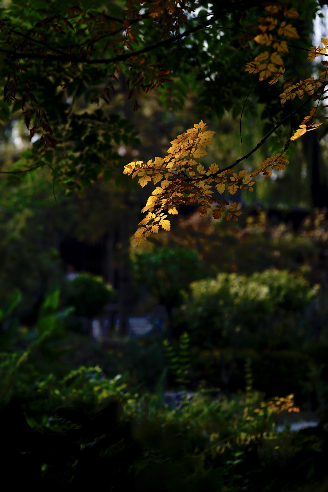 Sony a7 II + Sony FE 90mm F2.8 Macro G OSS sample photo. 一枝染金满目秋 photography