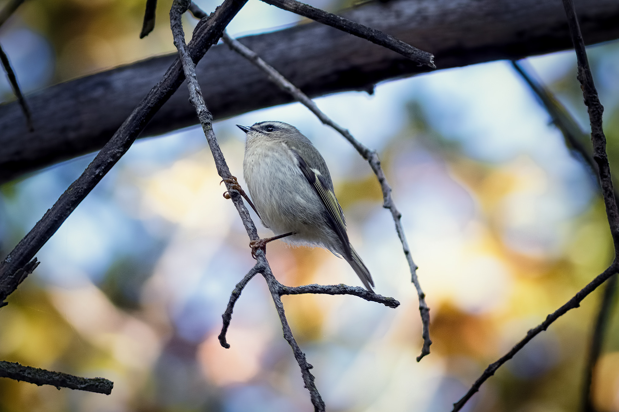 Canon EOS 7D Mark II + Canon EF 400mm F5.6L USM sample photo. Bird photography