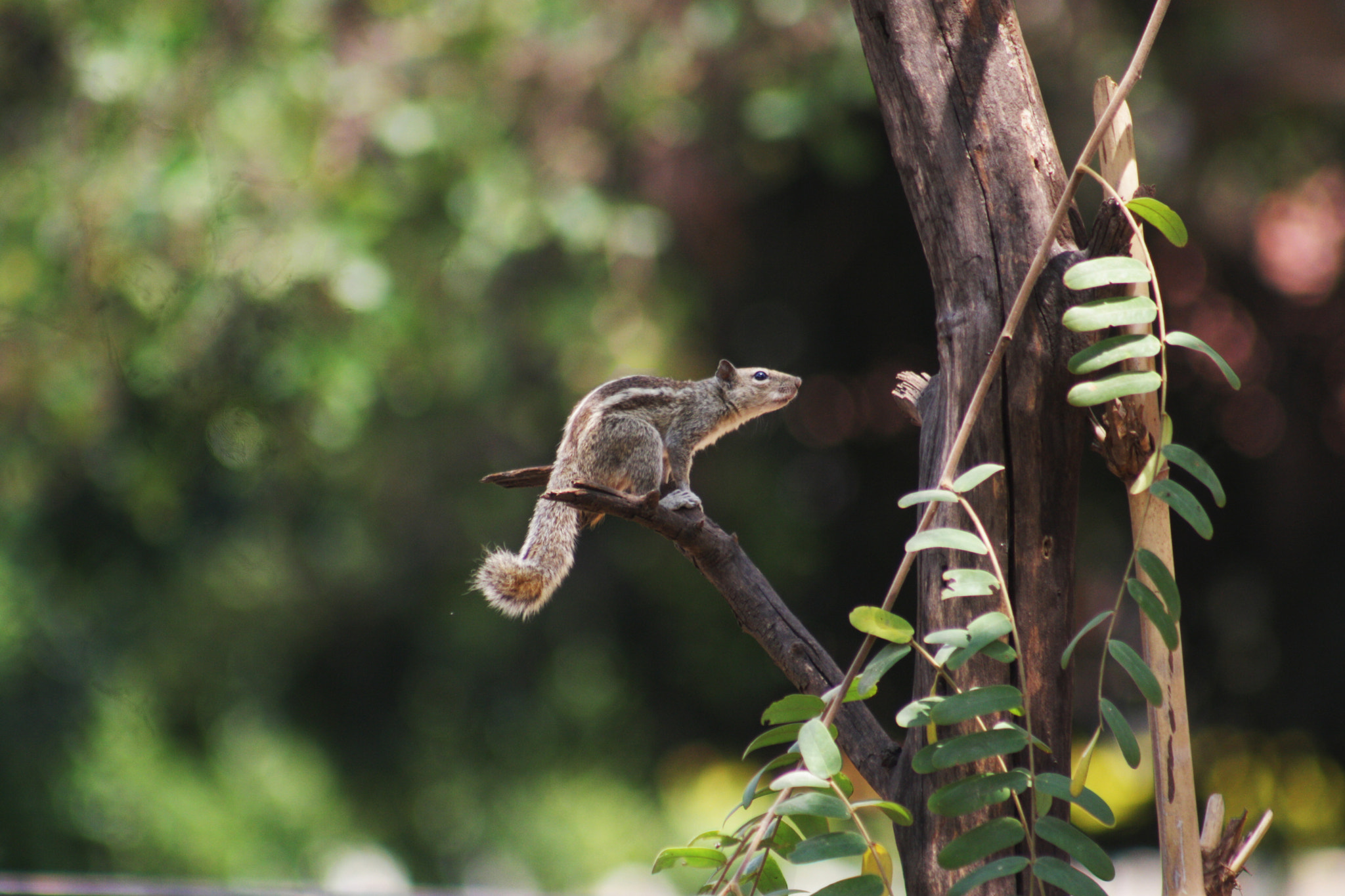 Canon EF 75-300mm f/4-5.6 USM sample photo. Squirrel photography