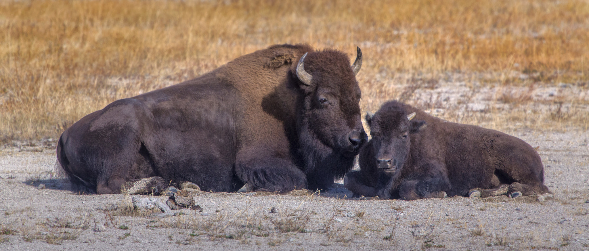 Canon EF 70-200mm F2.8L IS USM sample photo. Bison photography