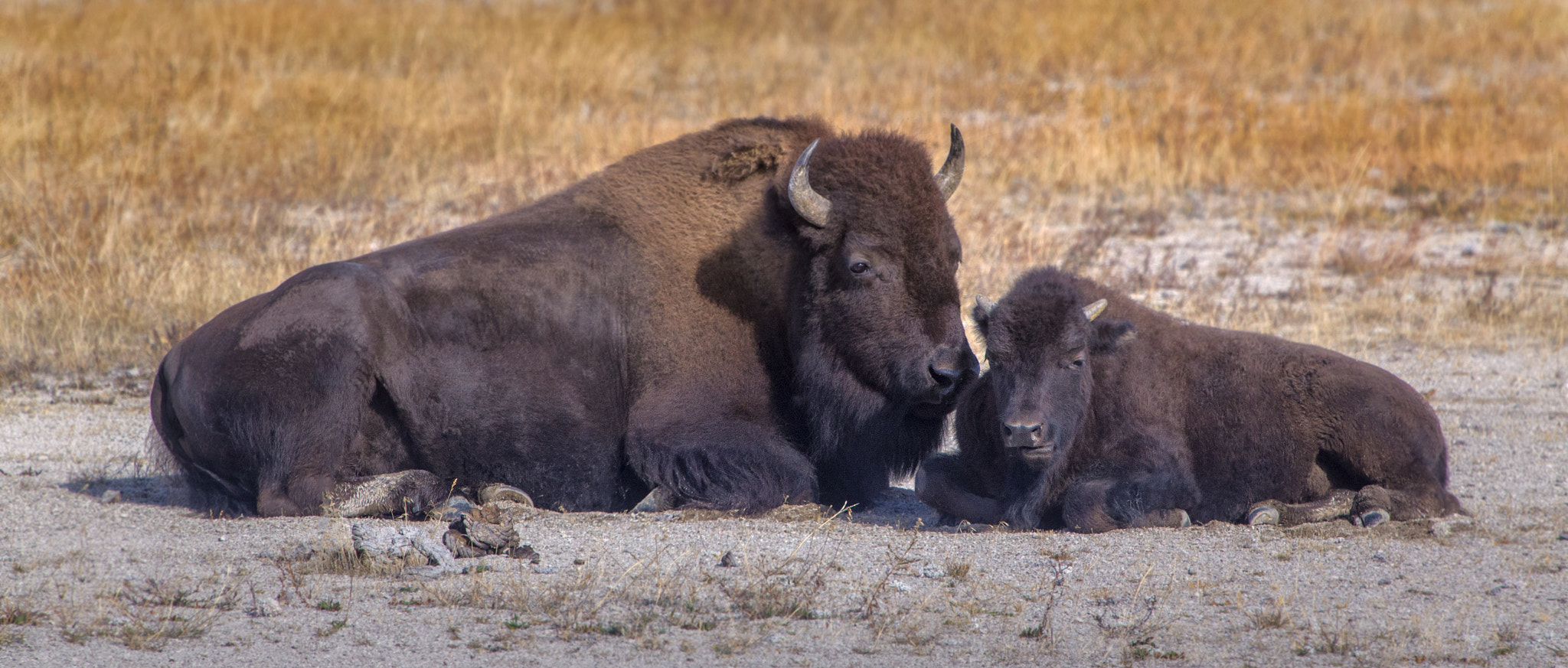 Canon EOS 6D sample photo. Bison photography