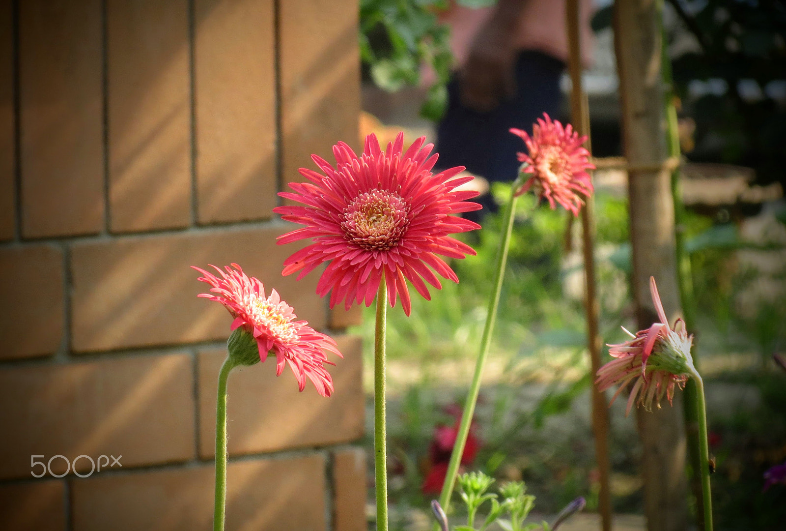 Canon PowerShot ELPH 520 HS (IXUS 500 HS / IXY 3) sample photo. Gerbera photography