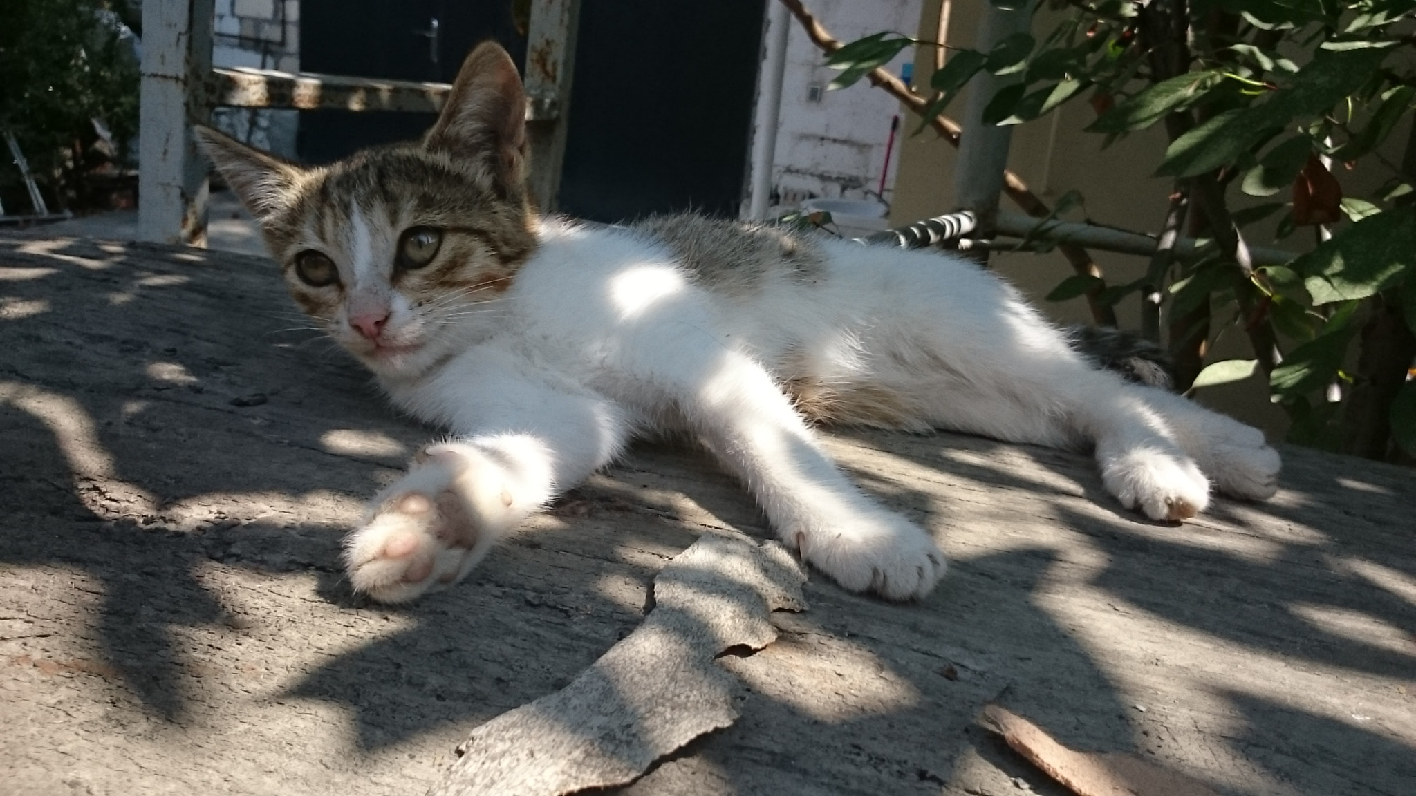 Sony Xperia Z Ultra sample photo. Кошка  photography