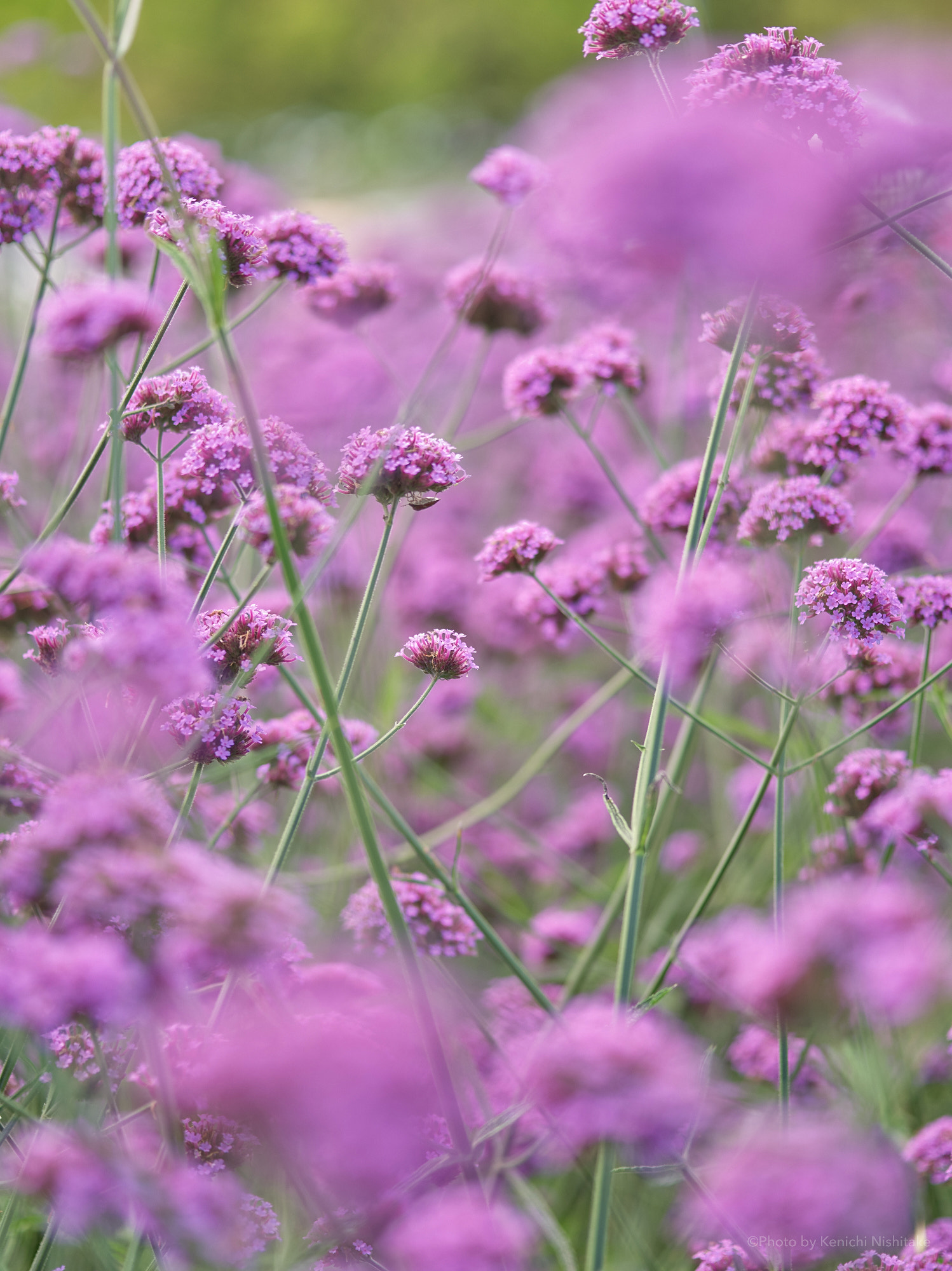 Pentax 645D sample photo. Verbena bonariensis photography