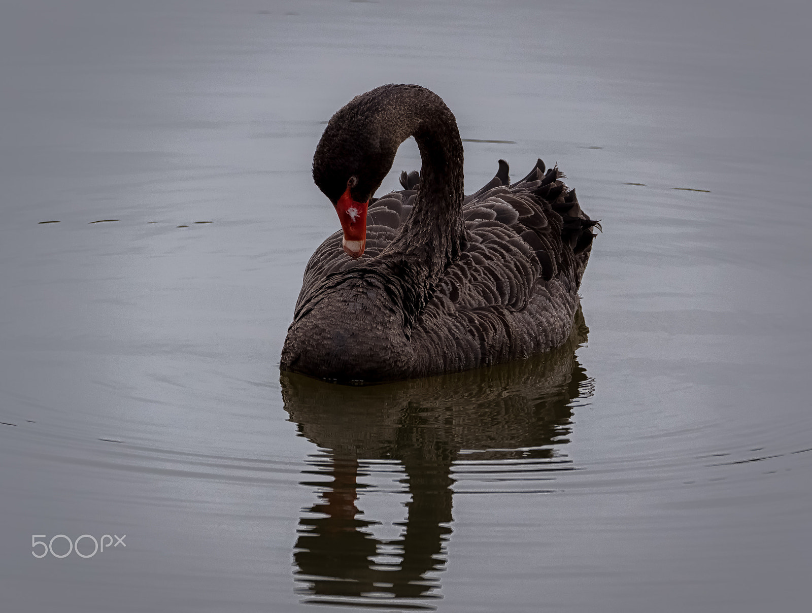 Panasonic Lumix DMC-GH4 + LEICA DG 100-400/F4.0-6.3 sample photo. A black swan in quiet contemplation photography