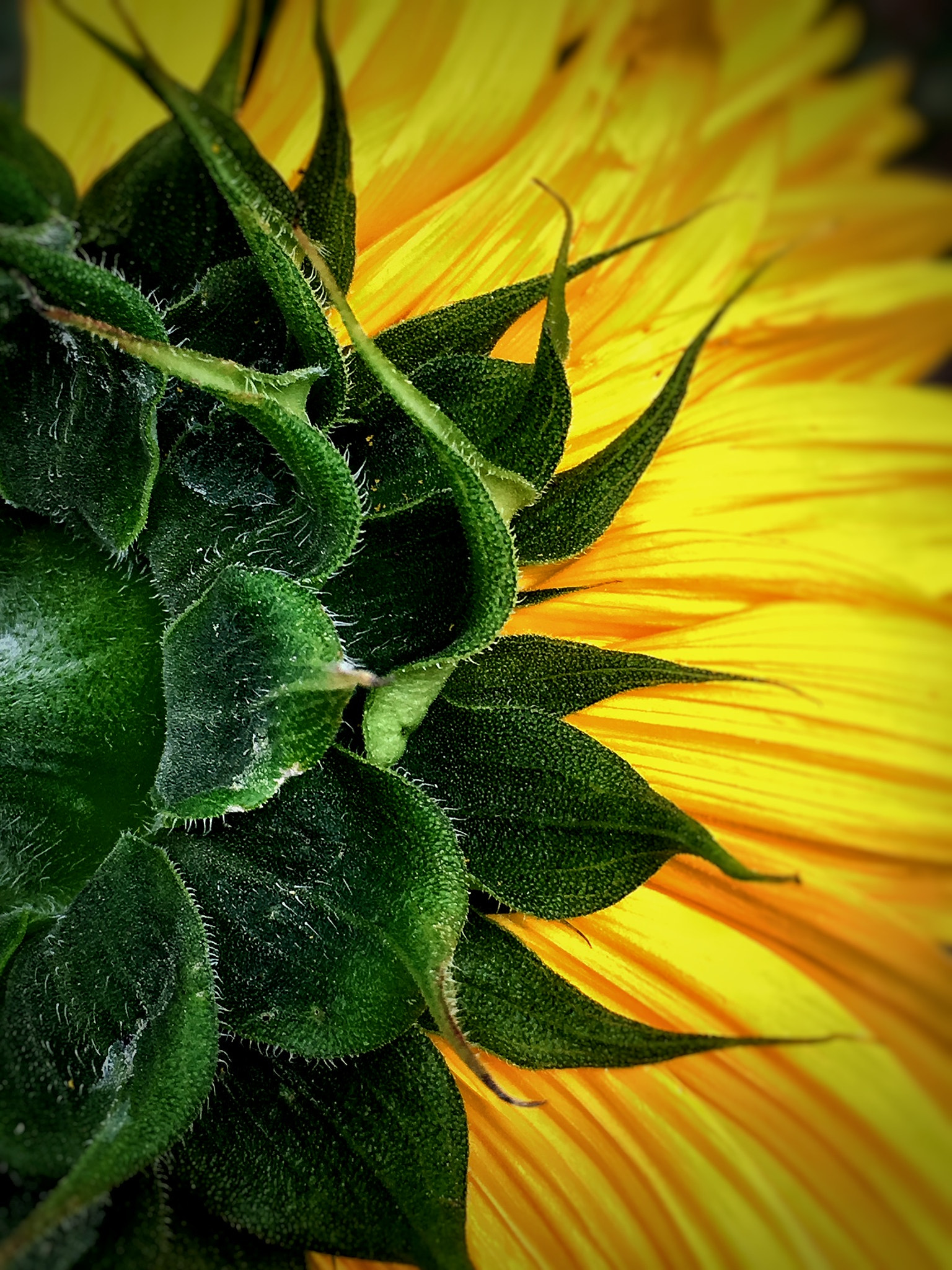 Apple iPhone8,1 sample photo. Green side of the sun photography
