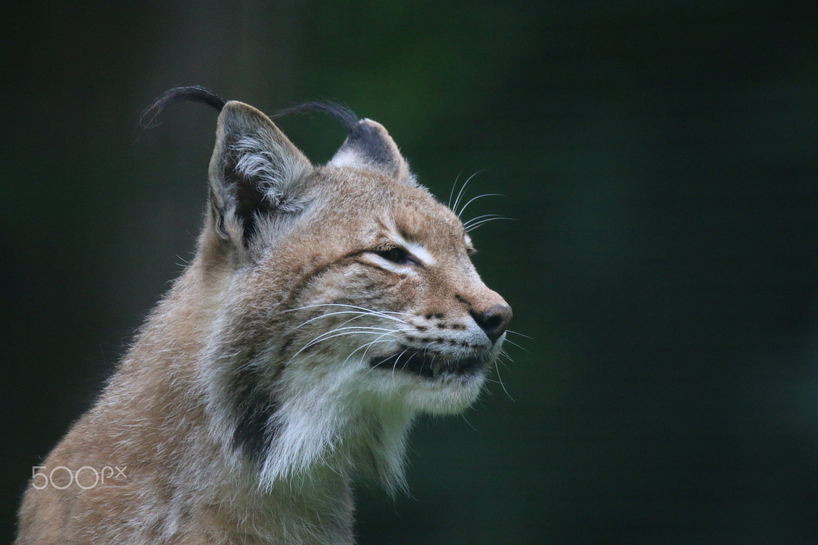 Sigma 150-600mm F5-6.3 DG OS HSM | C sample photo. Den morgen genießen ... photography