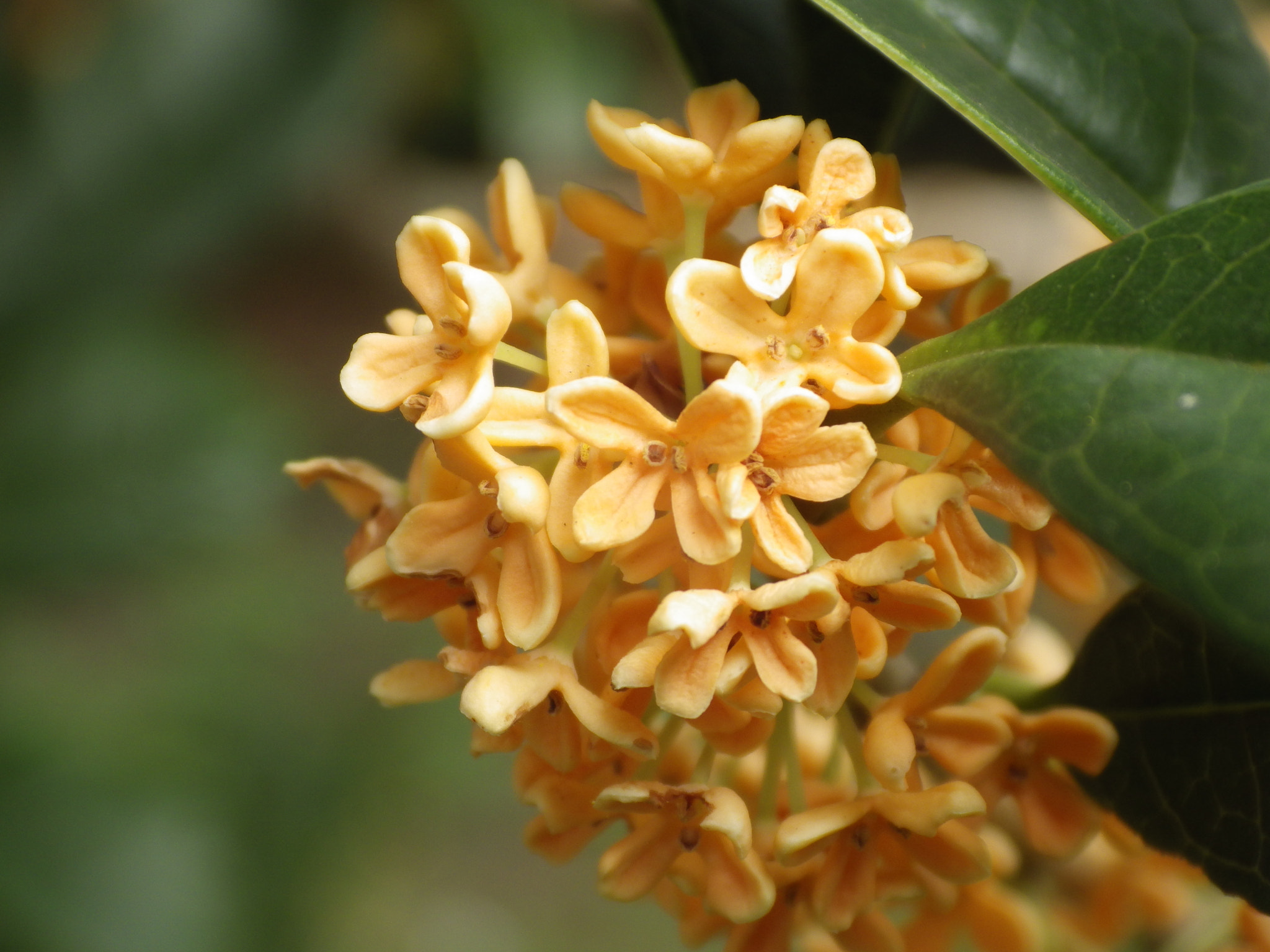 Pentax X-5 sample photo. Fragrant orange olive photography