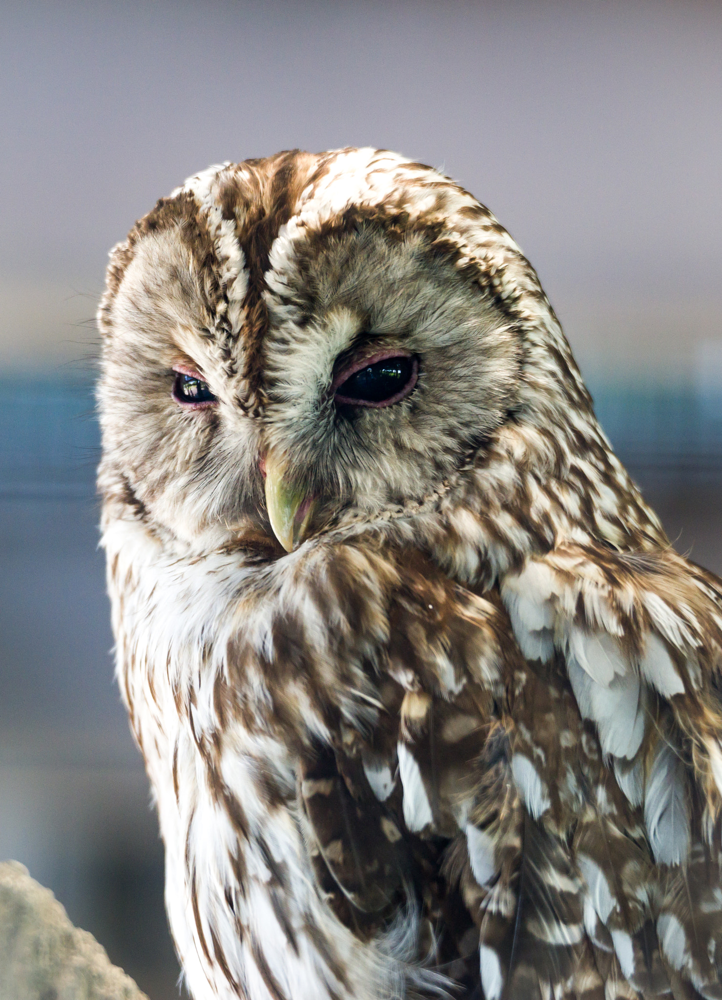 Pentax D FA* 70-200mm F2.8ED DC AW sample photo. Owl photography