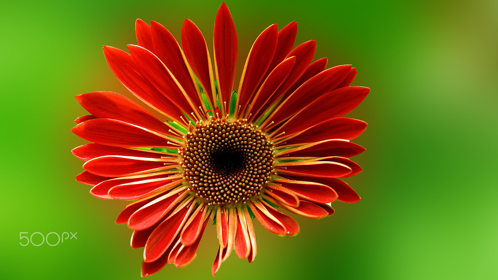 Canon EF 100mm F2.8L Macro IS USM sample photo. Cameron highlands photography
