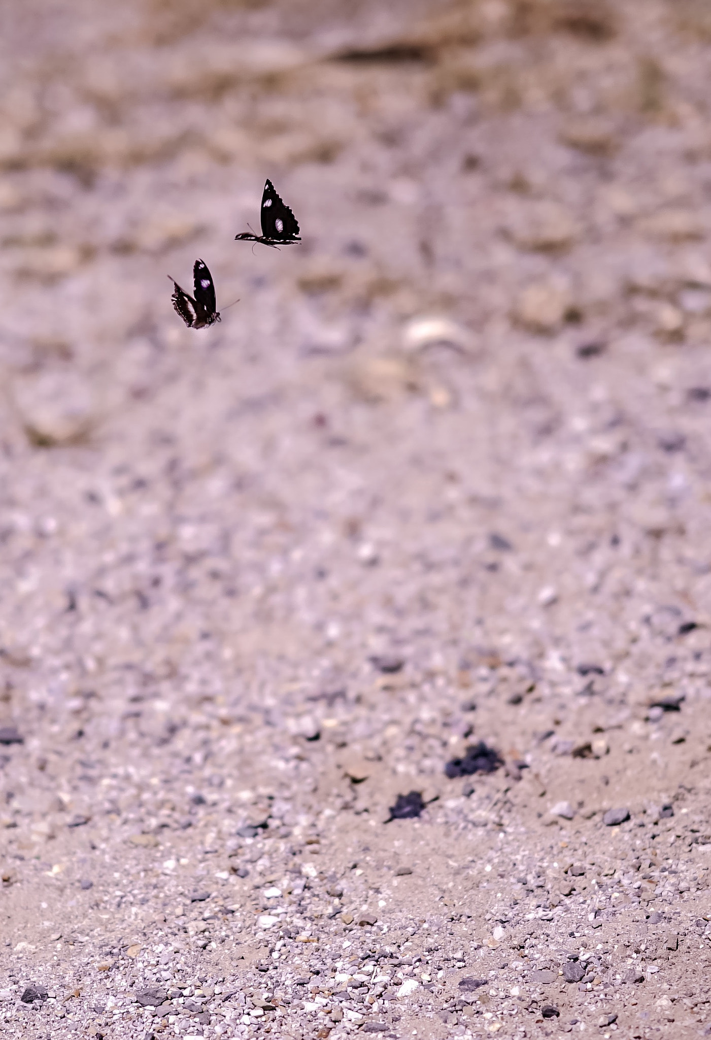 Sony FE 85mm F1.4 GM sample photo. Butterflys shadows photography