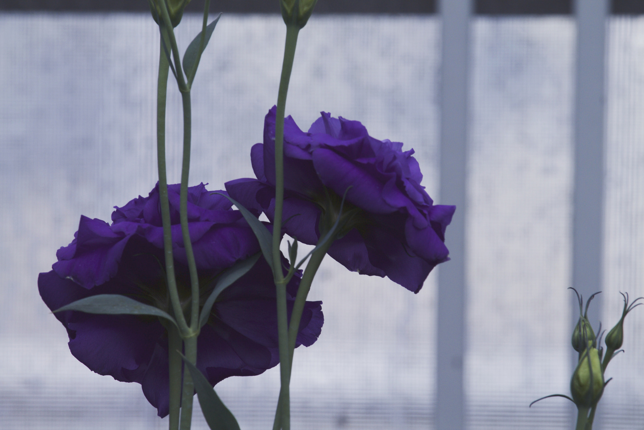 Canon EF-S 55-250mm F4-5.6 IS STM sample photo. Dark violet ii photography