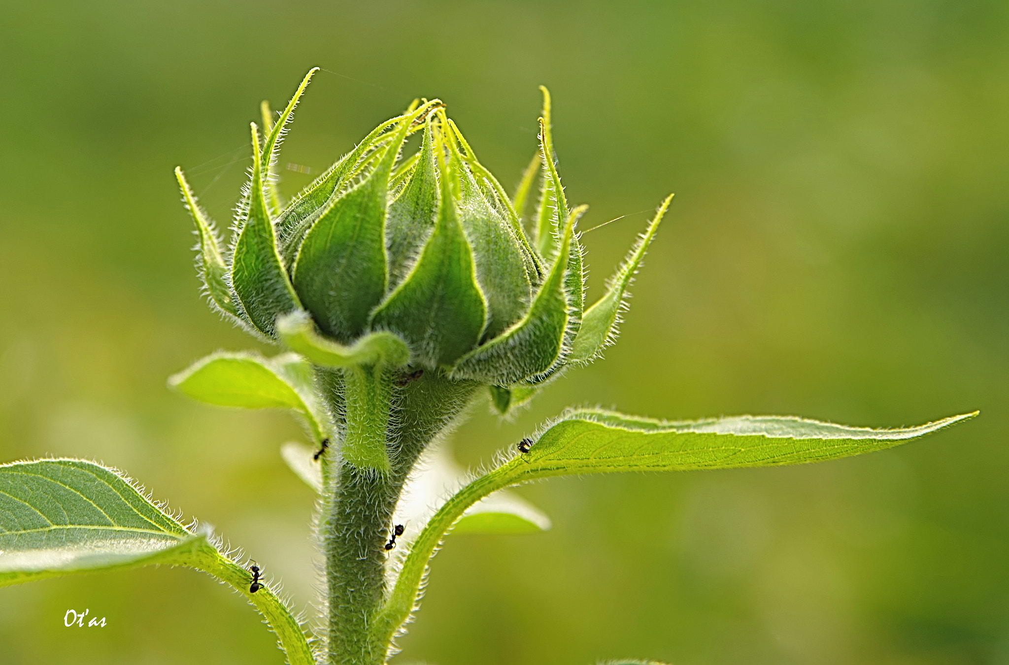 Tamron AF 28-75mm F2.8 XR Di LD Aspherical (IF) sample photo. Green photography