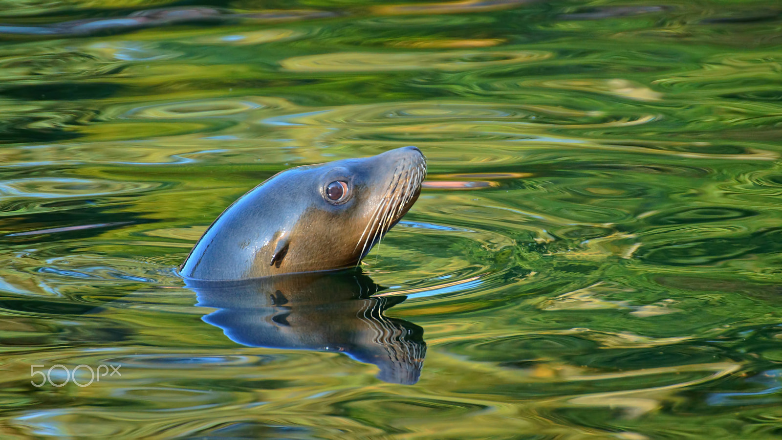 Tamron SP 70-300mm F4-5.6 Di USD sample photo. Kalifornischer seelöwe photography