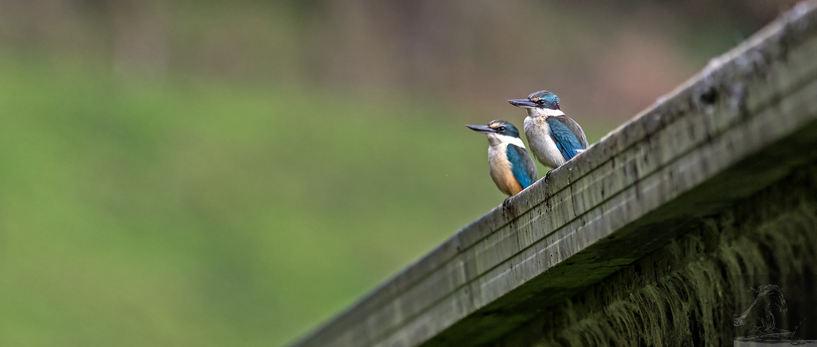 Canon EF 300mm F2.8L IS USM sample photo. Sacred kingfisher 41 photography