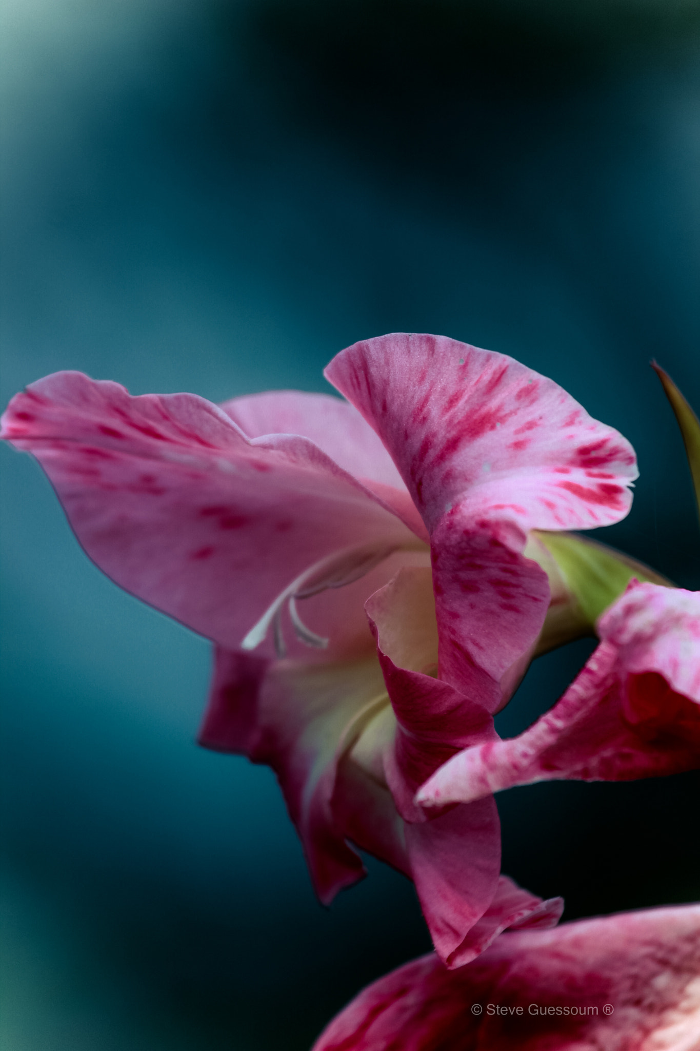 Canon EF 100-400mm F4.5-5.6L IS USM sample photo