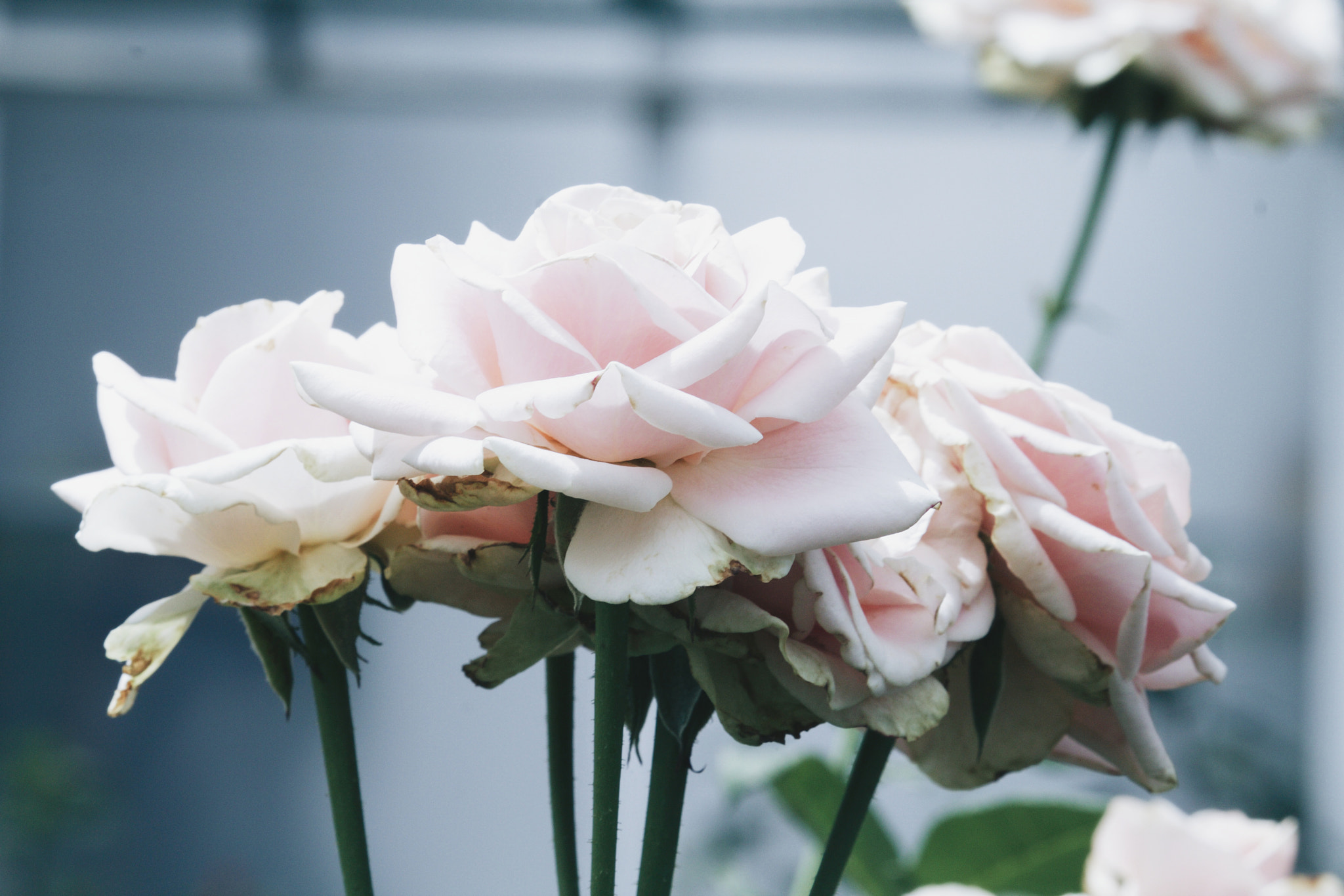 Canon EF-S 55-250mm F4-5.6 IS STM sample photo. Pastel rose ii photography